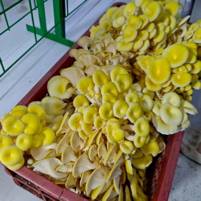A agricultura comercial de cogumelos é facilitada com um recipiente de cogumelos