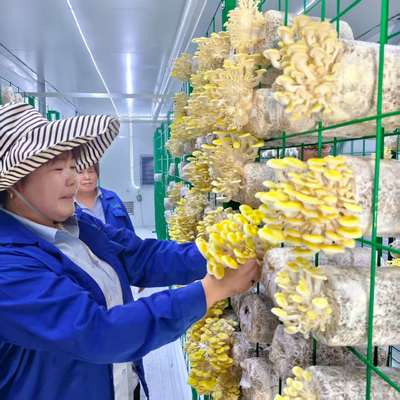 Container de cogumelos sustentável para as práticas agrícolas rurais e urbanas
