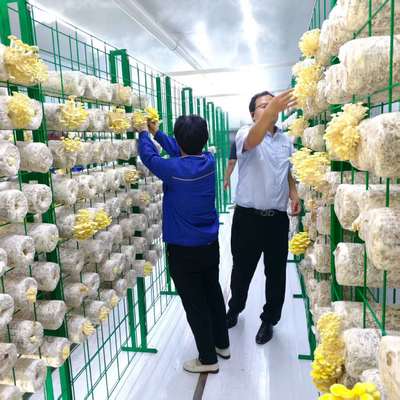 Cultivo de Cogumelos Versátil Para o Manuseio Eficiente de Grandes Quantidades