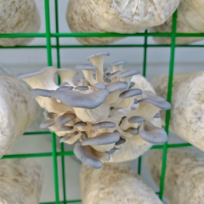 Utilização eficiente dos recursos Container de cultivo de cogumelos de alta produtividade