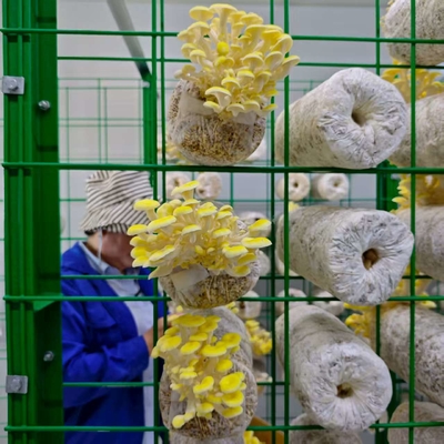 Utilização eficiente dos recursos Container de cultivo de cogumelos de alta produtividade