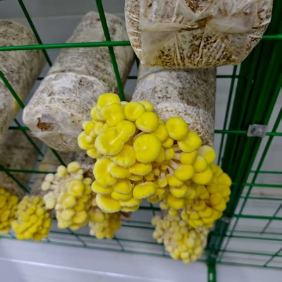Utilização eficiente dos recursos Container de cultivo de cogumelos de alta produtividade