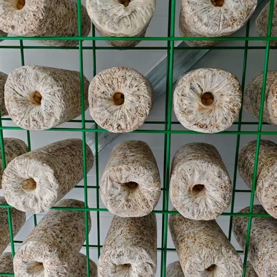 Contêiner de cultivo de cogumelos de controlo ambiental preciso