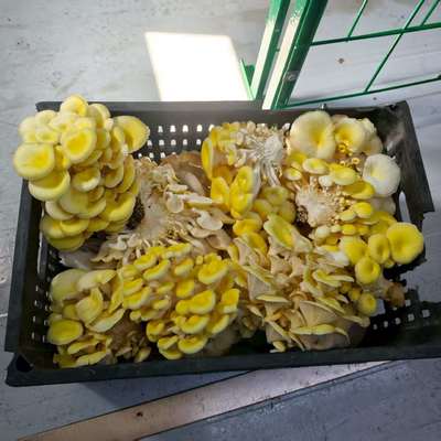 Recipiente de Cultivo de Cogumelos com Alta Eficiência de Produção