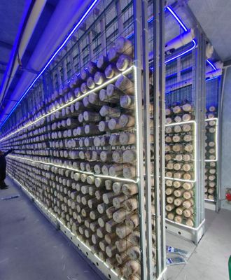 cultivo de cogumelos